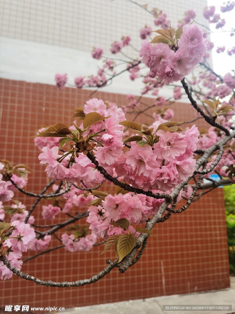 樱花