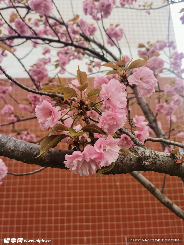 樱花