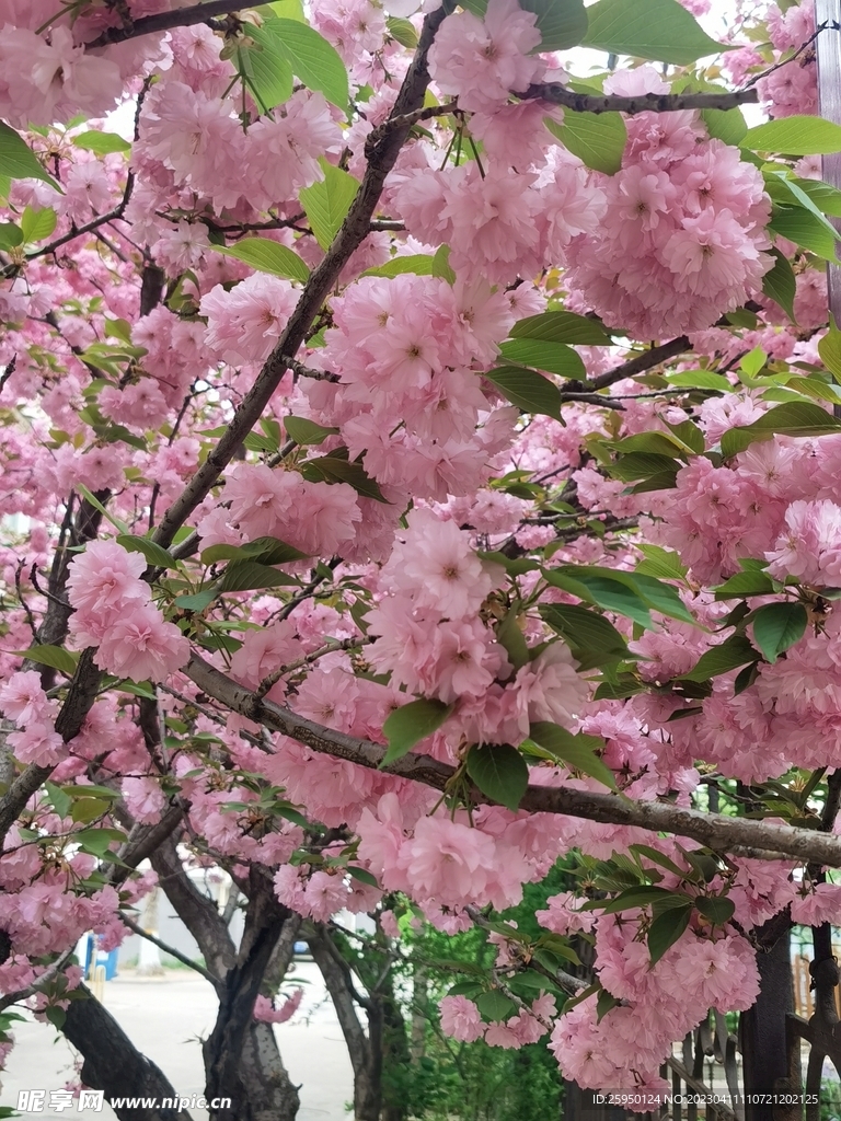 樱花