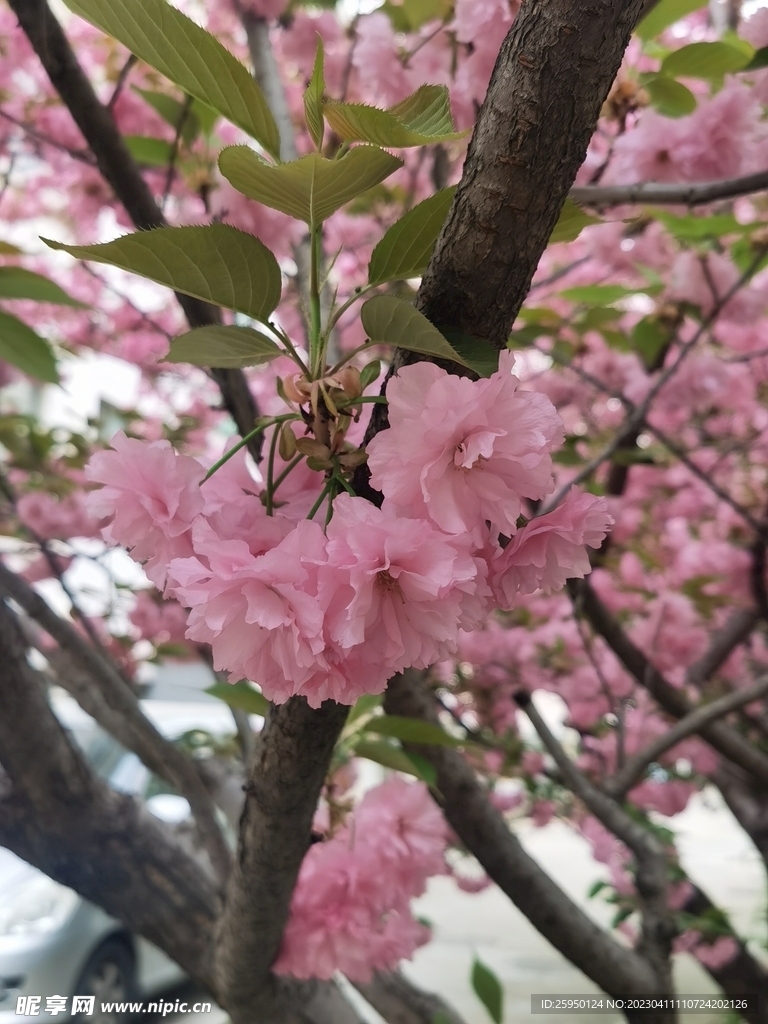 樱花