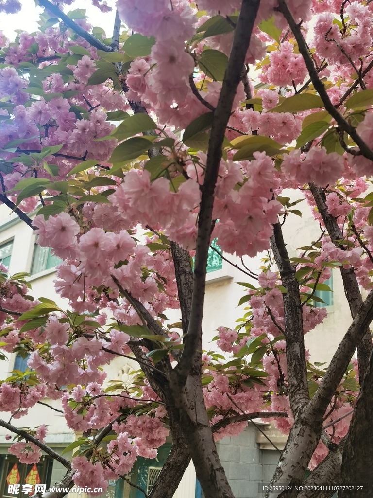 樱花