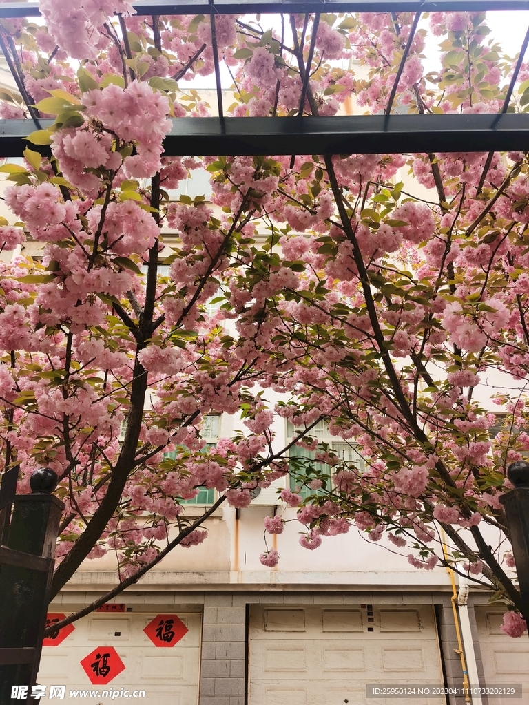 樱花