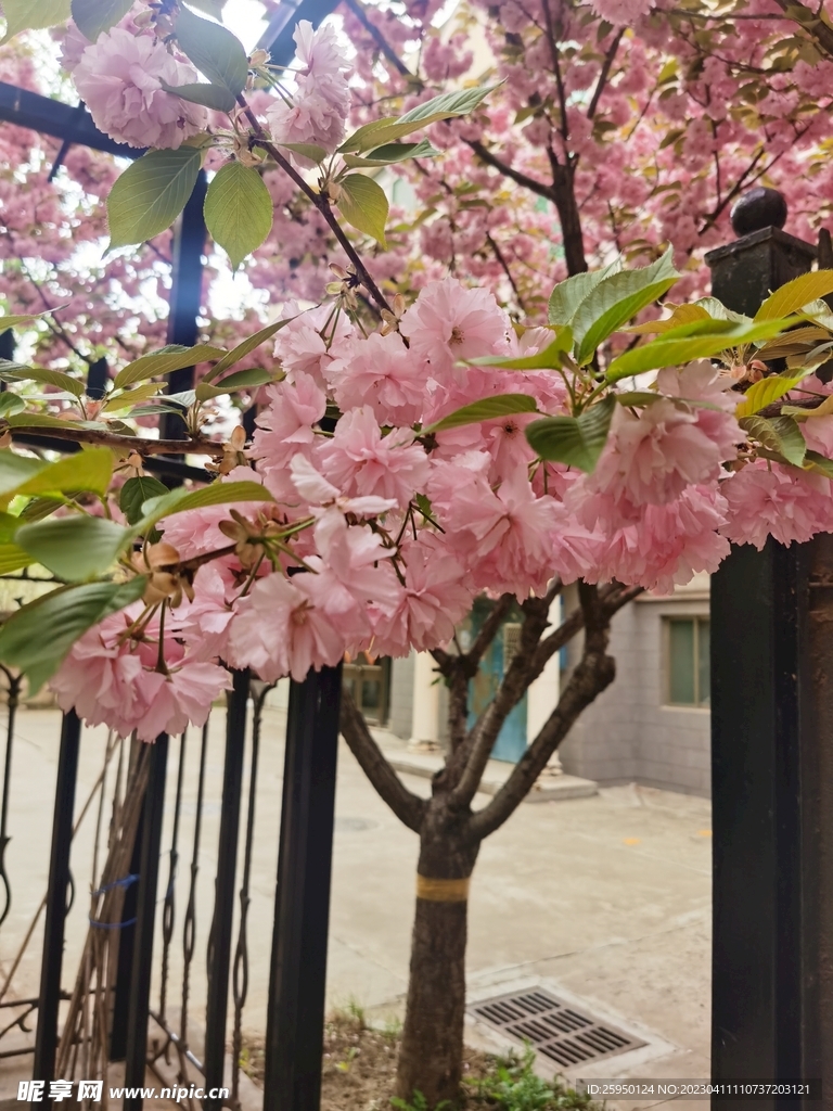 樱花