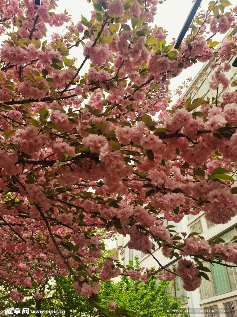樱花