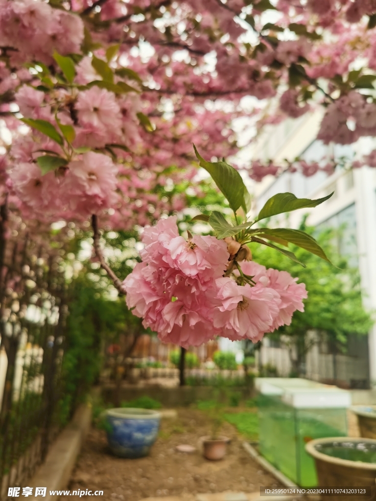樱花