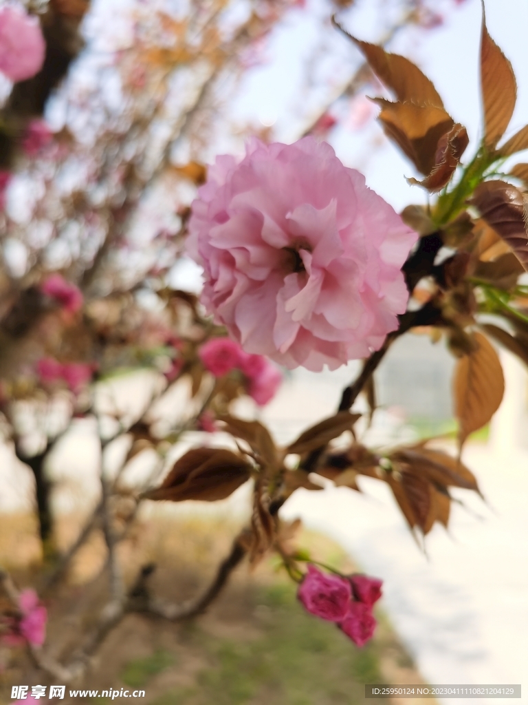 樱花