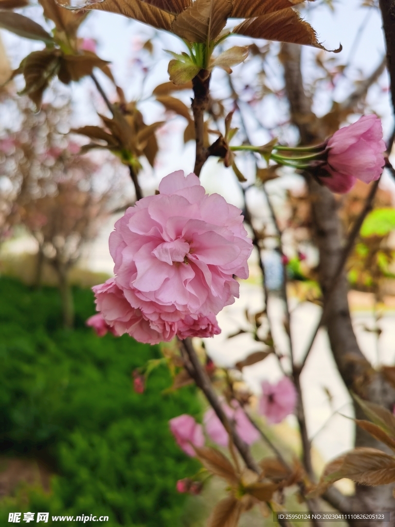 樱花