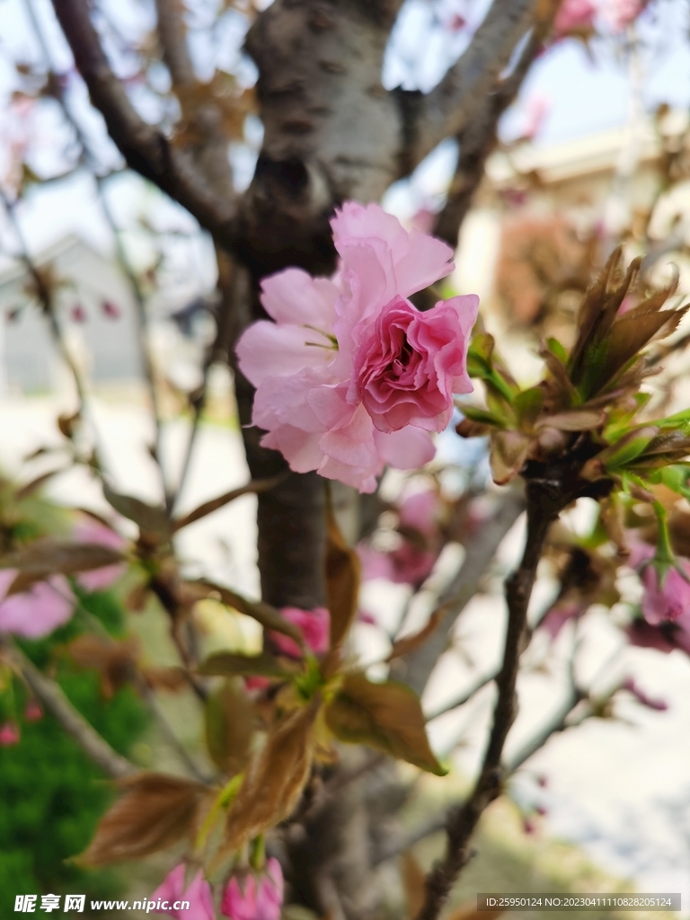 樱花
