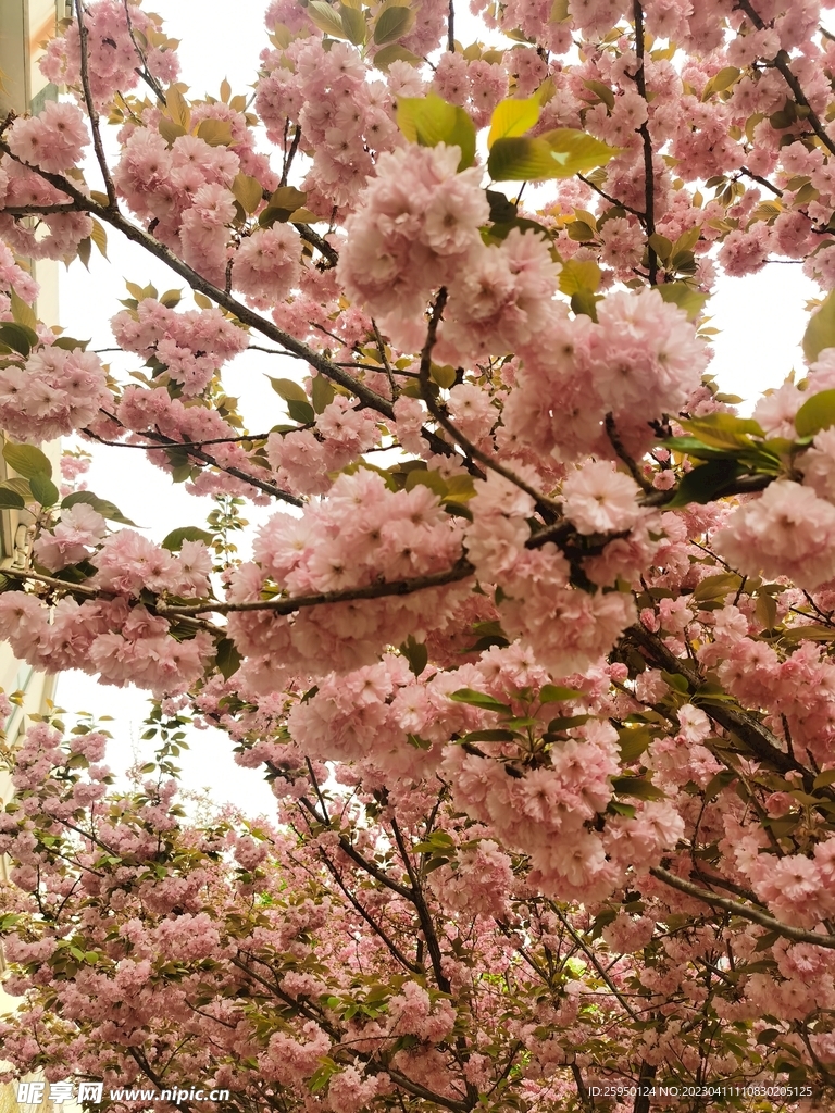 樱花