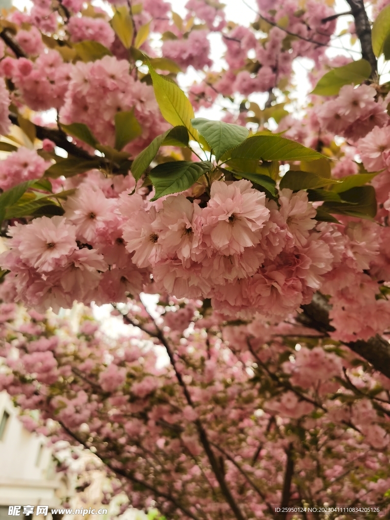 樱花