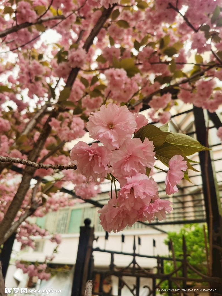 樱花