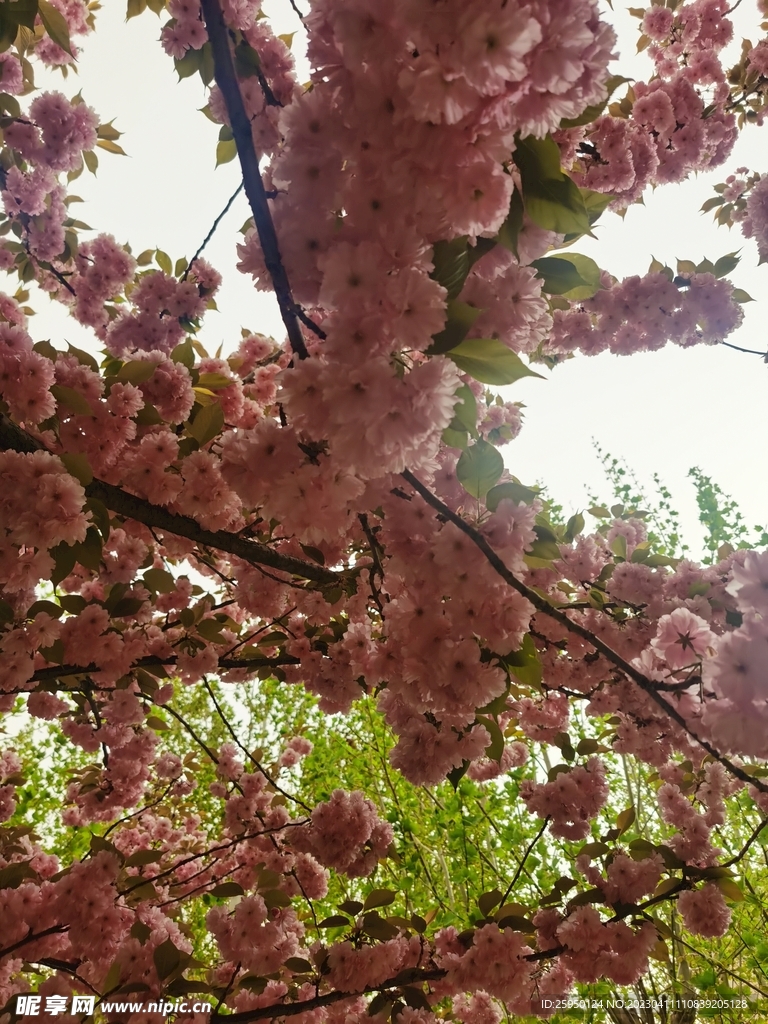 樱花