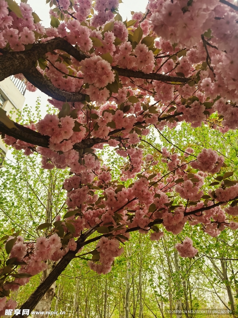 樱花