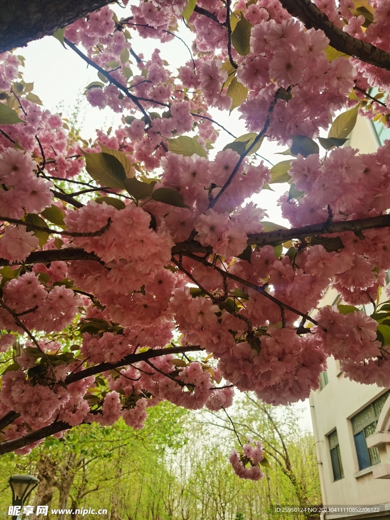 樱花