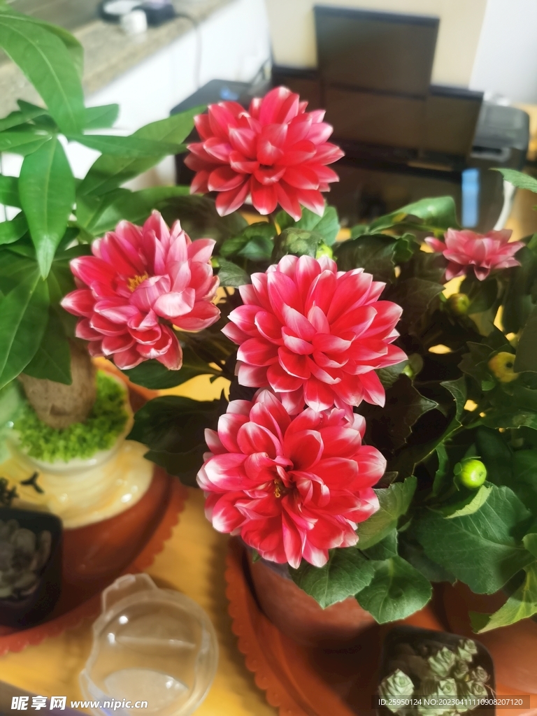 地瓜花