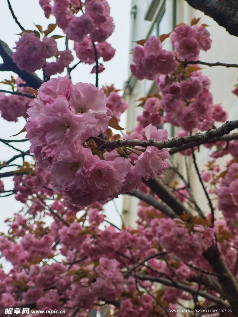 樱花