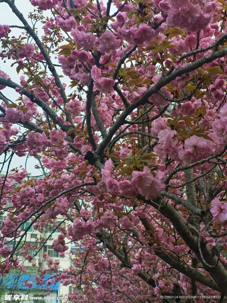 樱花