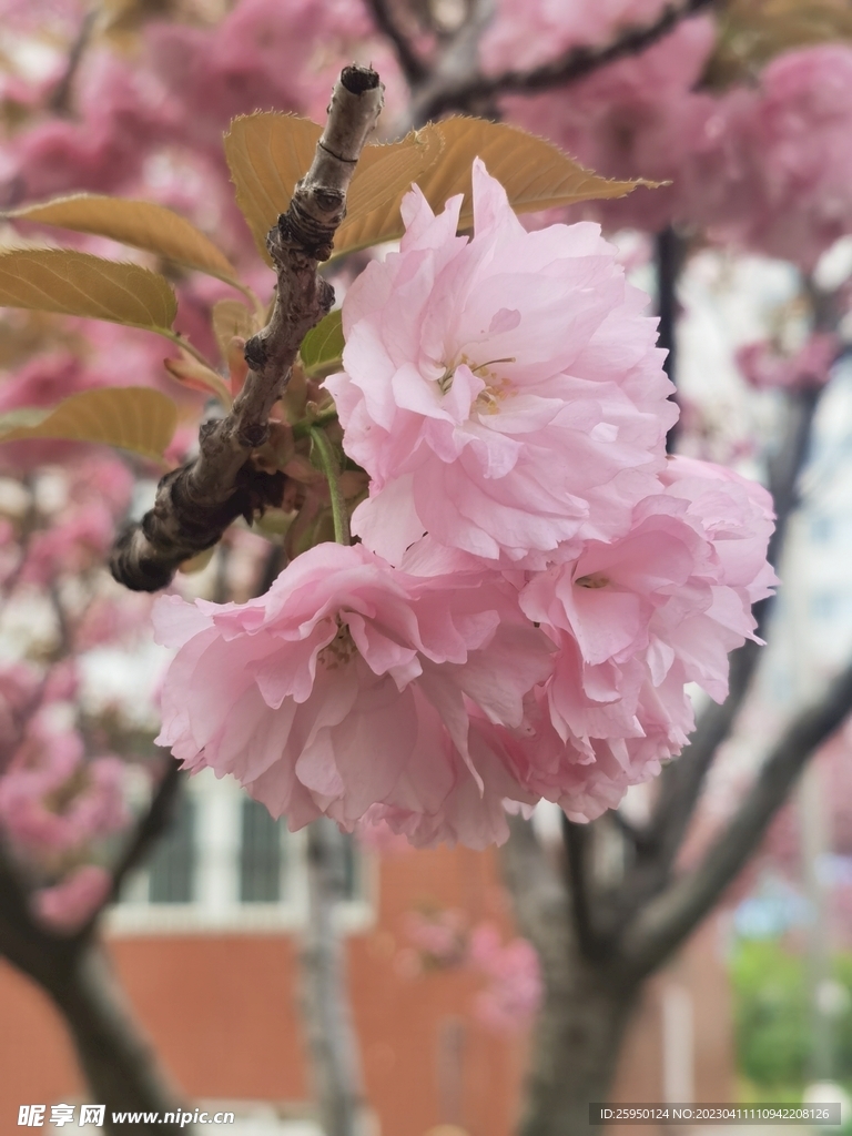 樱花