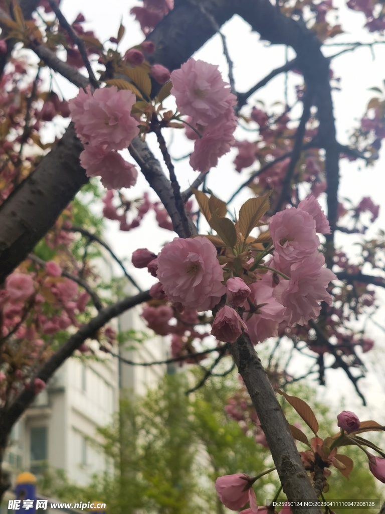 樱花