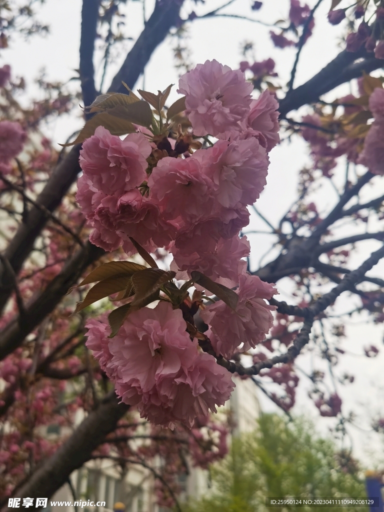 樱花