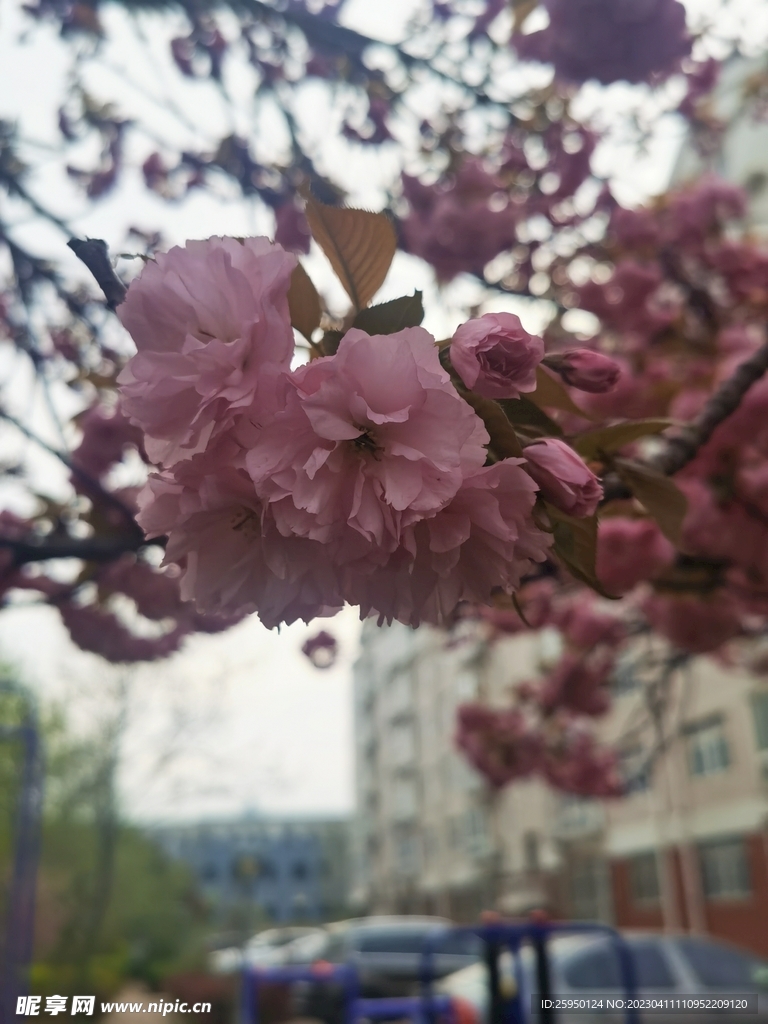 樱花