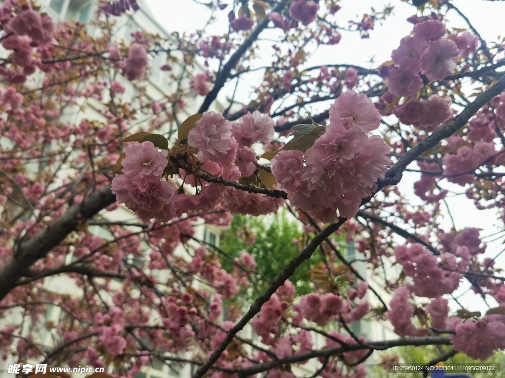 樱花