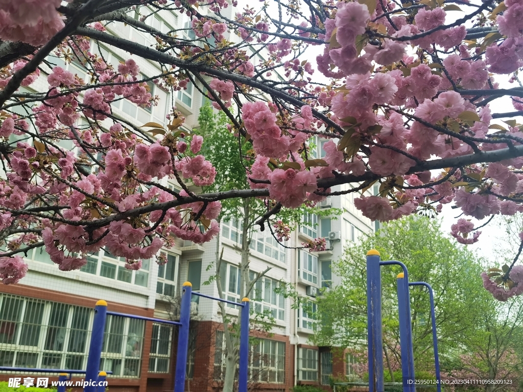 樱花