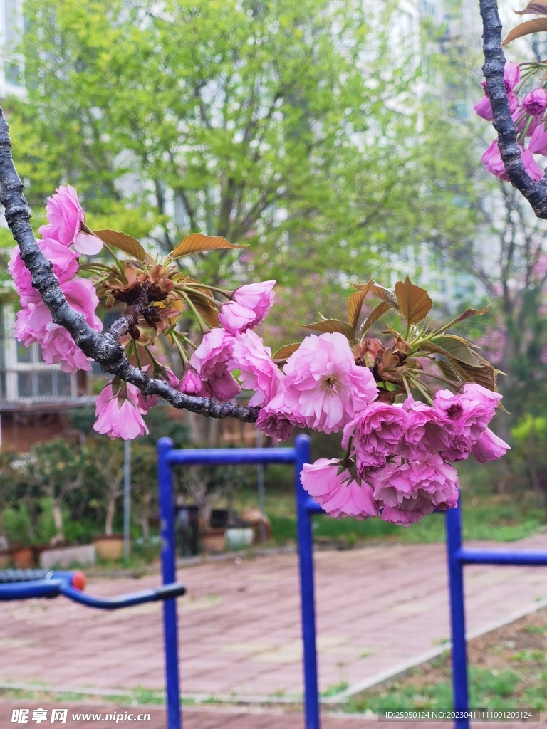 樱花