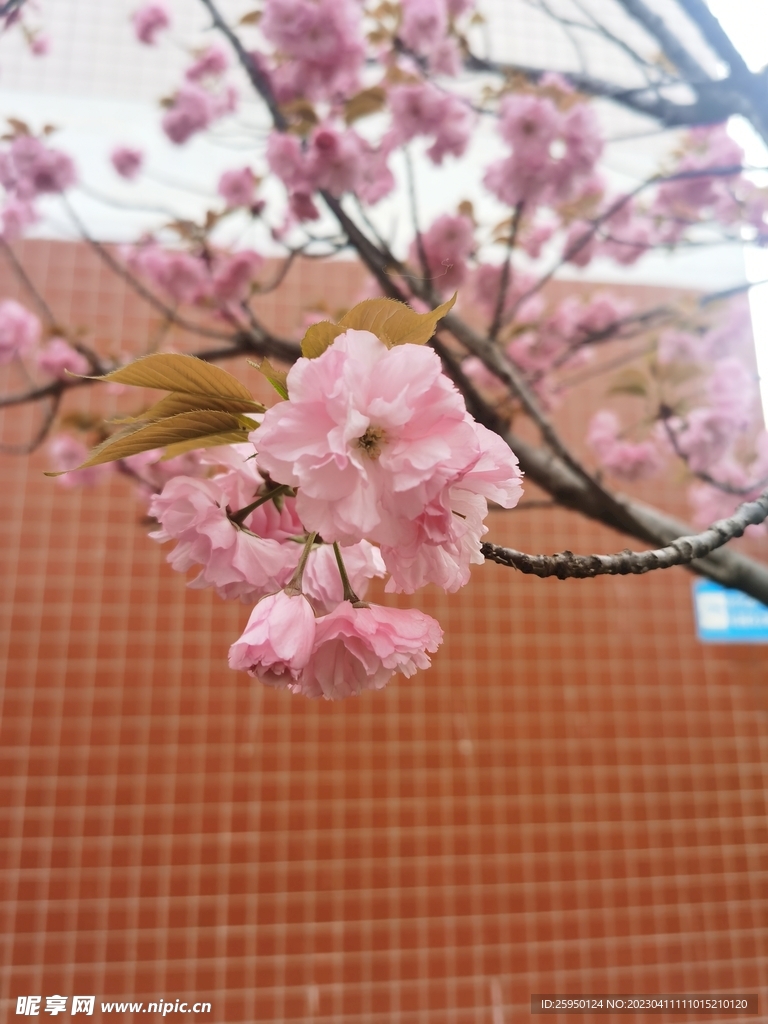 樱花