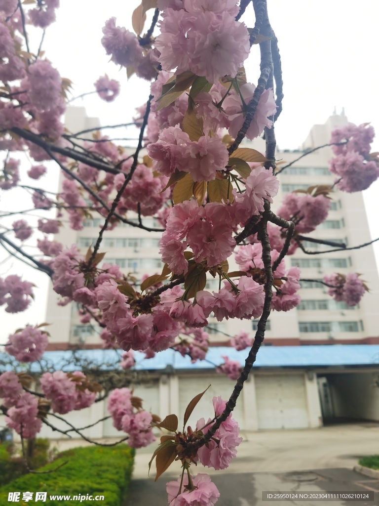 樱花