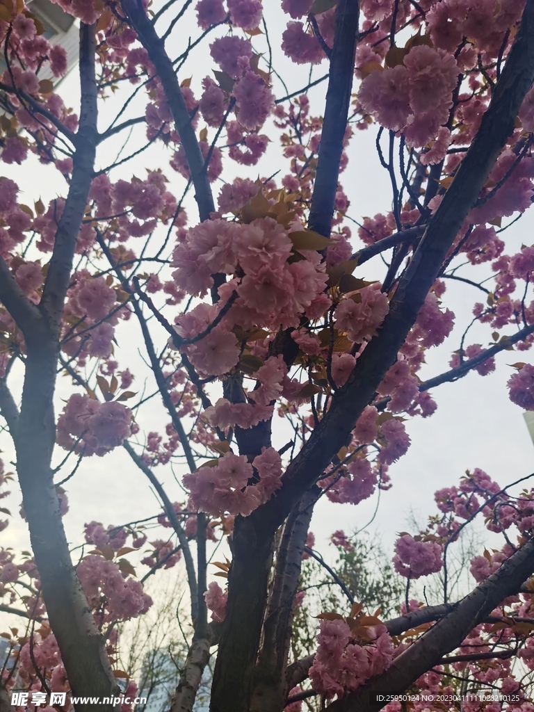 樱花