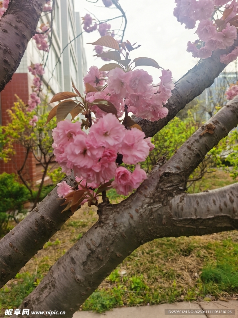 樱花