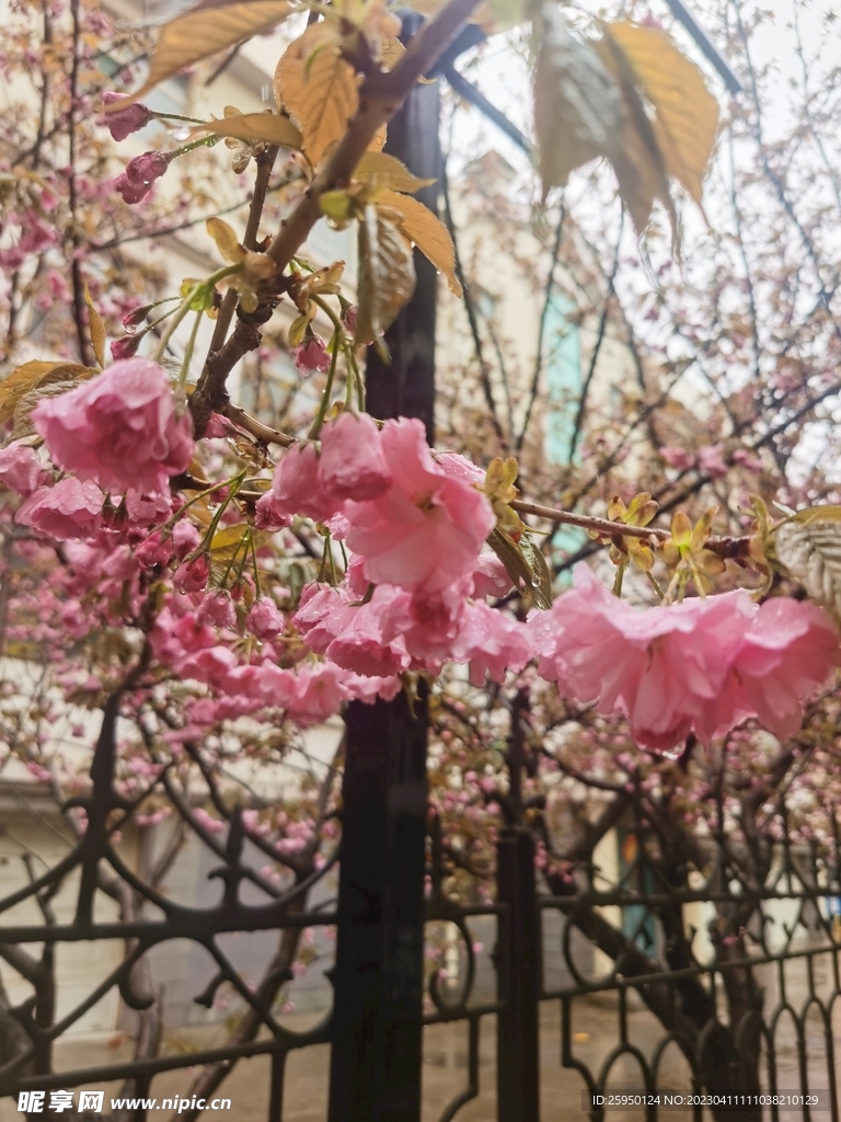樱花