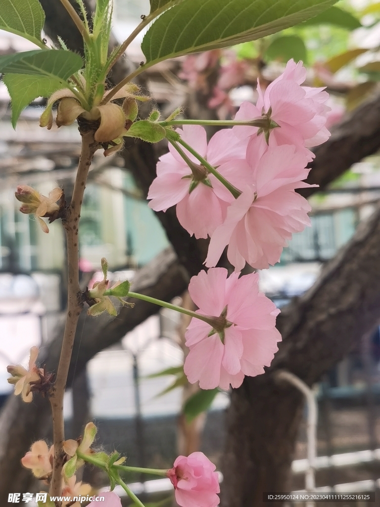 樱花