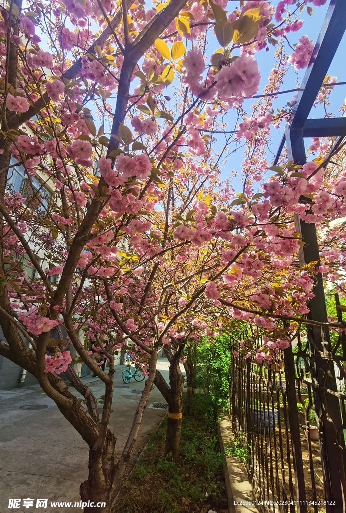 樱花