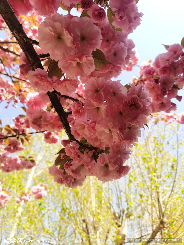樱花