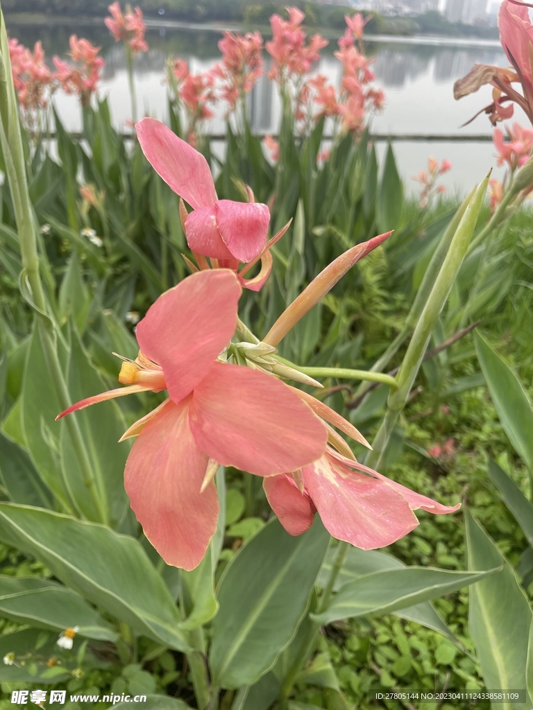 红花美人蕉