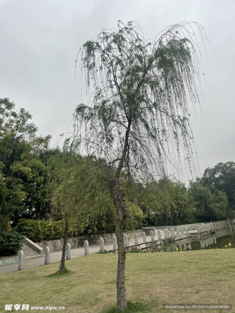 柳树风景