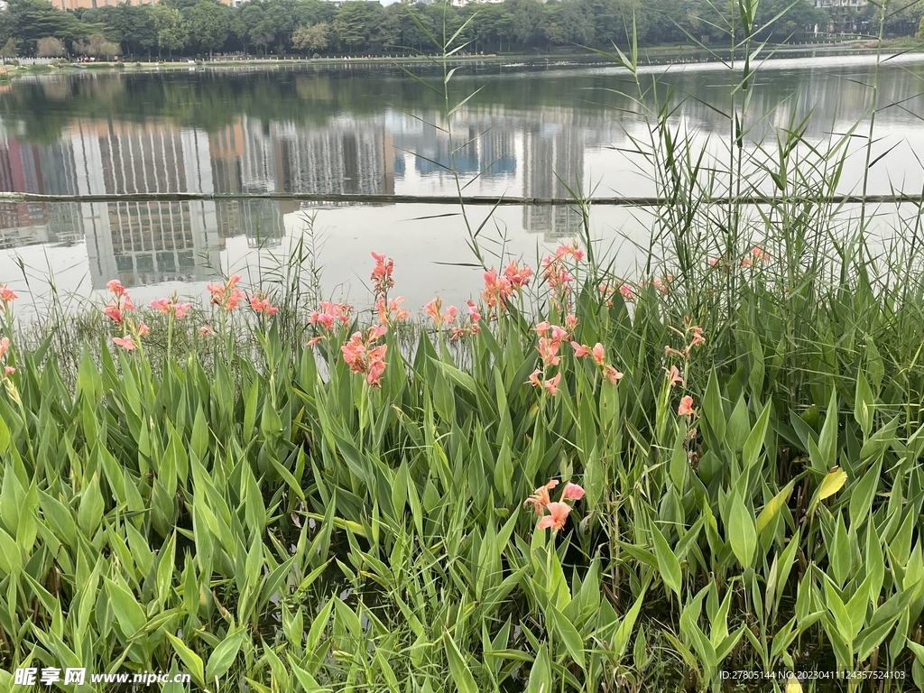 植物风景