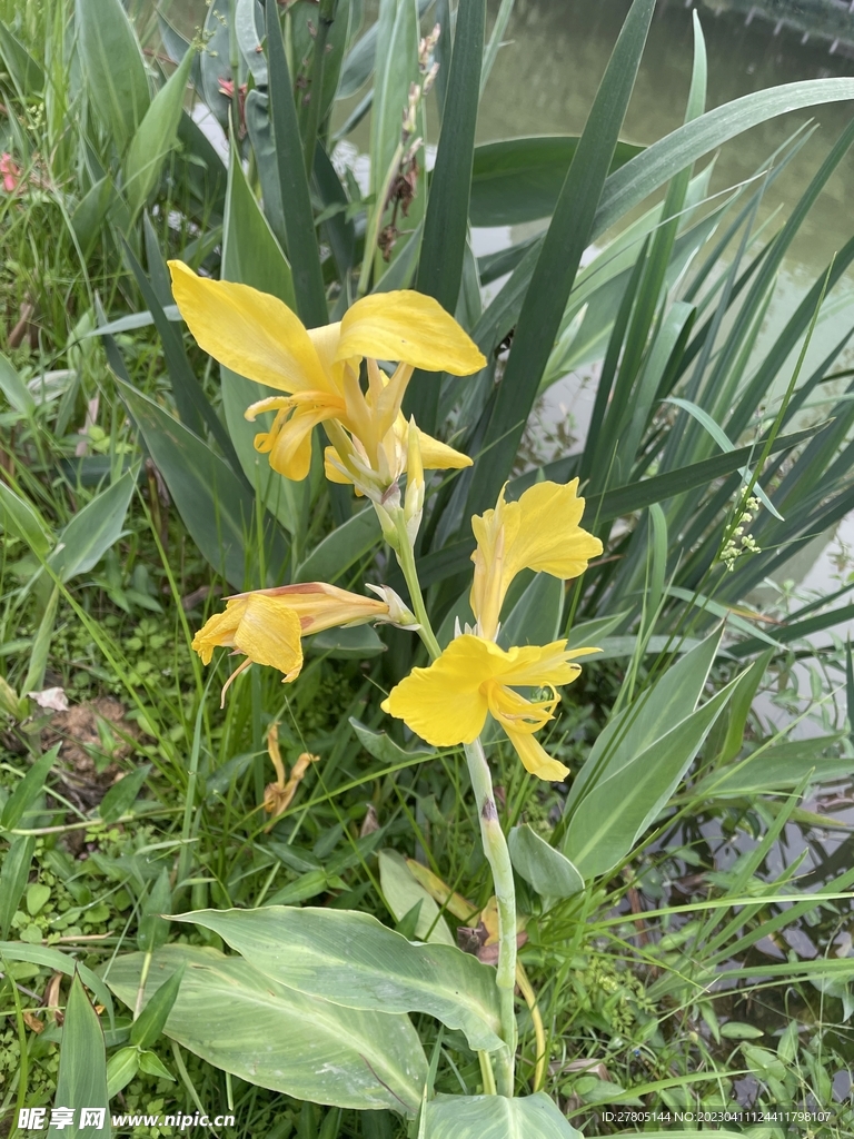 黄花美人蕉