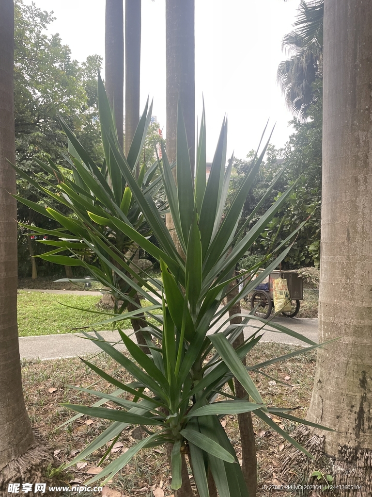 丝兰