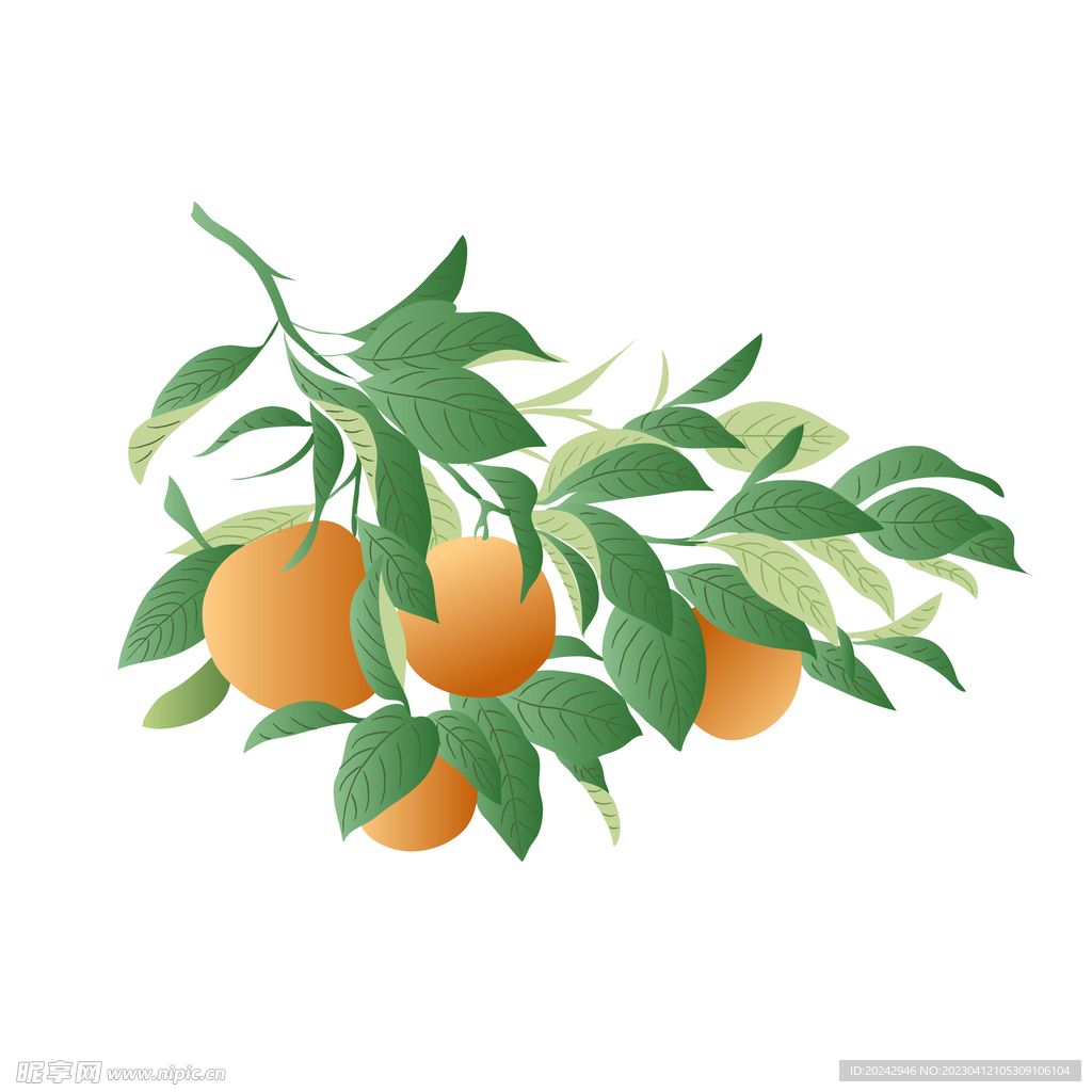 橙子