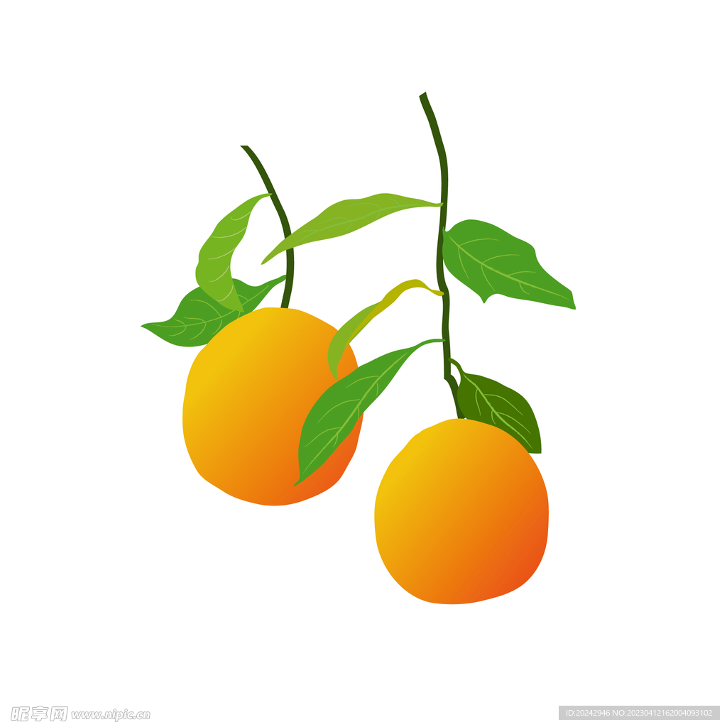 橙子