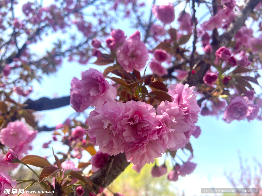日本樱花