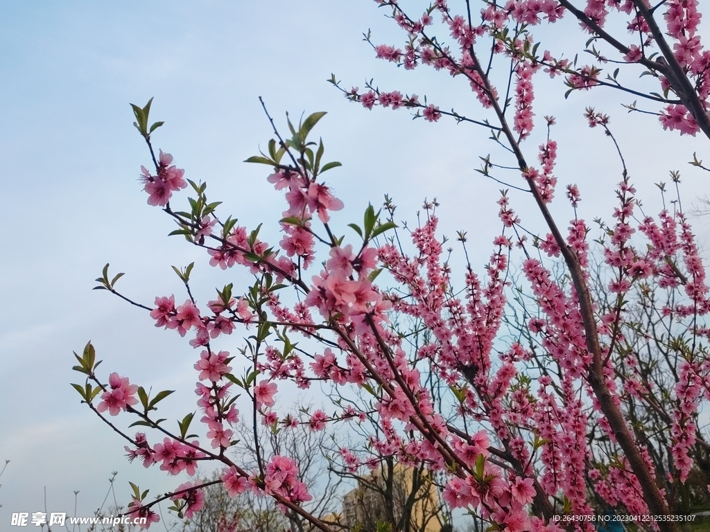 红色桃花盛开