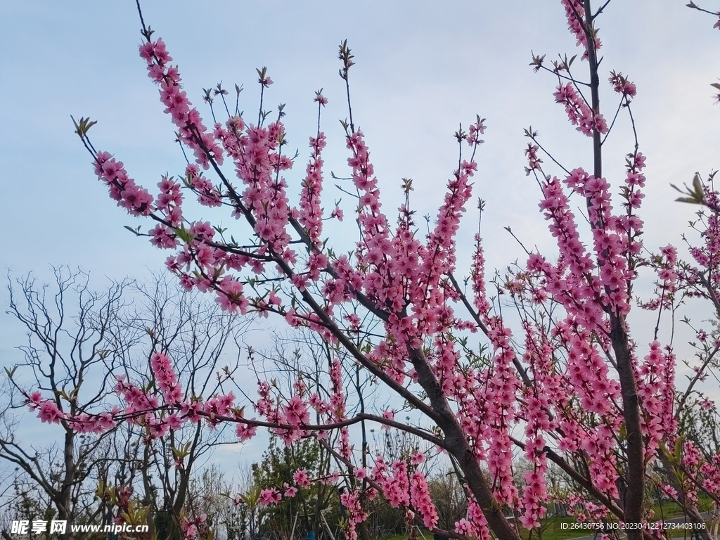 红色桃花