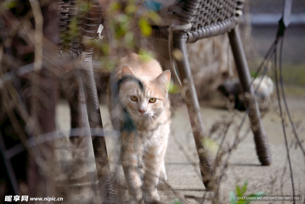 猫 