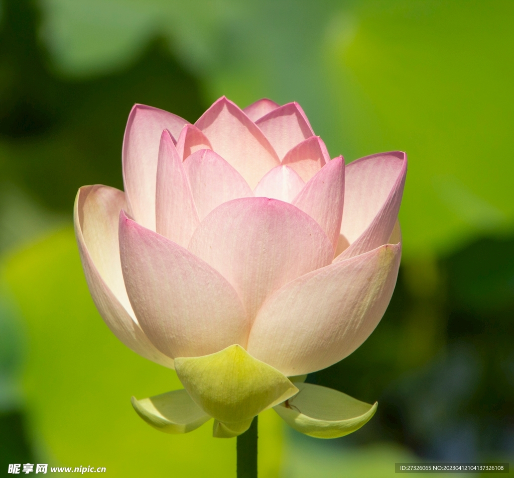 莲花 