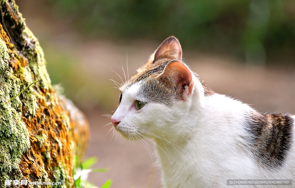 猫 
