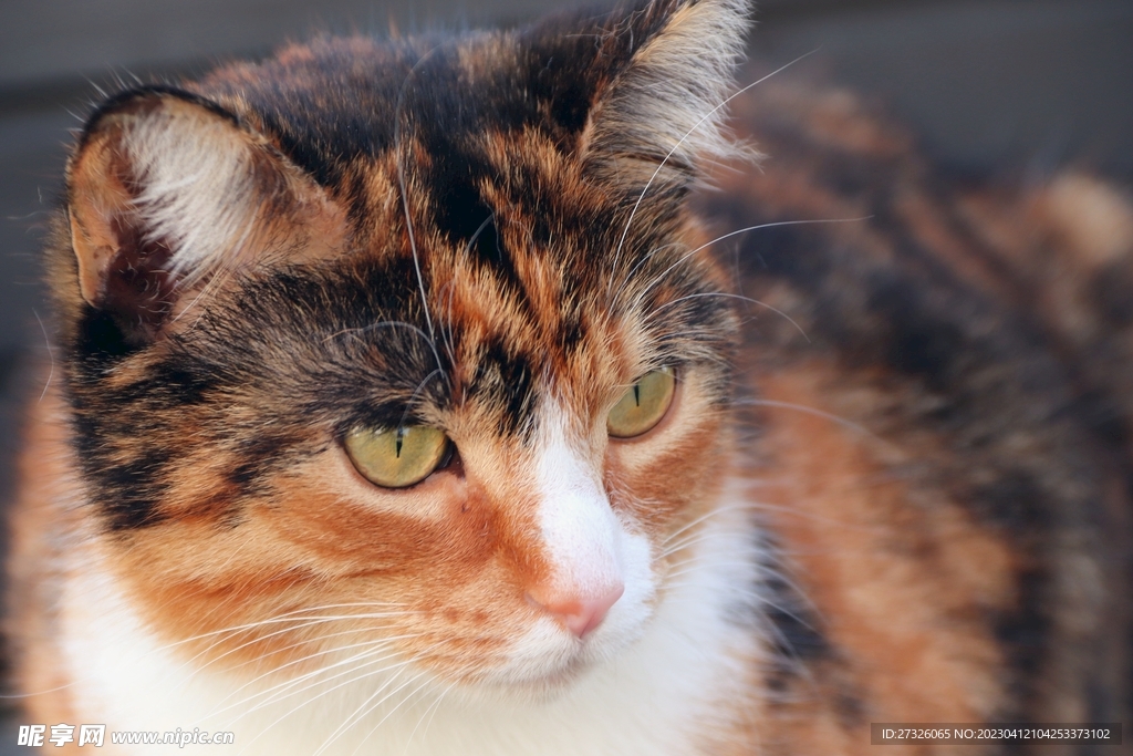 猫 